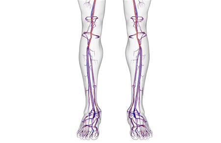 The blood supply of the leg Stock Photo - Premium Royalty-Free, Code: 671-02093508