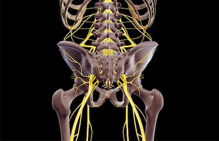 peroneal nerve - The nerves of the lower body Stock Photo - Premium Royalty-Free, Code: 671-02093509