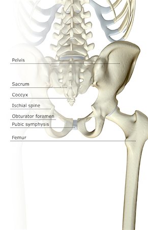 The bones of the pelvis Stock Photo - Premium Royalty-Free, Code: 671-02093545