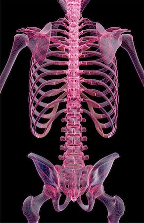 sacrum - The bones of the trunk Stock Photo - Premium Royalty-Free, Code: 671-02093559