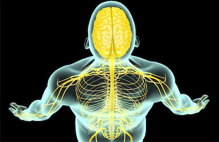 The nerves of the head and shoulder Stock Photo - Premium Royalty-Free, Code: 671-02093659