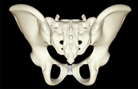 pelvic bone - The bones of the pelvis Stock Photo - Premium Royalty-Free, Code: 671-02093653