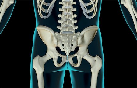 sacrum pelvis - The bones of the lower body Stock Photo - Premium Royalty-Free, Code: 671-02093677