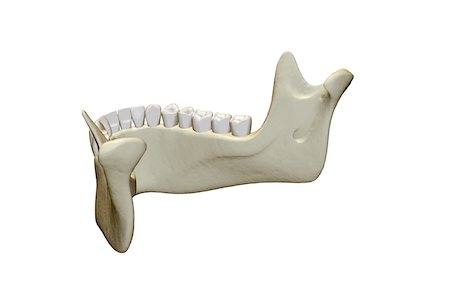 The jaw bone Stock Photo - Premium Royalty-Free, Code: 671-02093681
