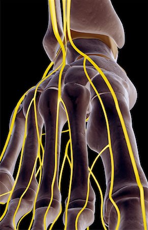 dorsal digital nerves - The nerves of the foot Stock Photo - Premium Royalty-Free, Code: 671-02093767