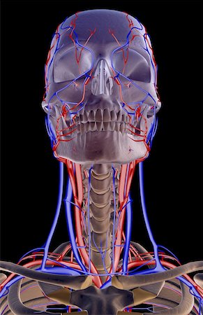 subclavian artery - The blood supply of the head, neck and face Stock Photo - Premium Royalty-Free, Code: 671-02093774