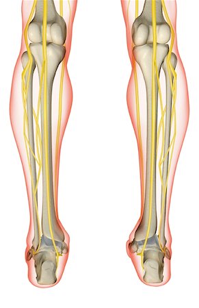peroneal nerve - The nerves of the leg Stock Photo - Premium Royalty-Free, Code: 671-02093775