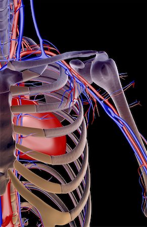 subclavian artery - The blood supply of the shoulder Stock Photo - Premium Royalty-Free, Code: 671-02093790