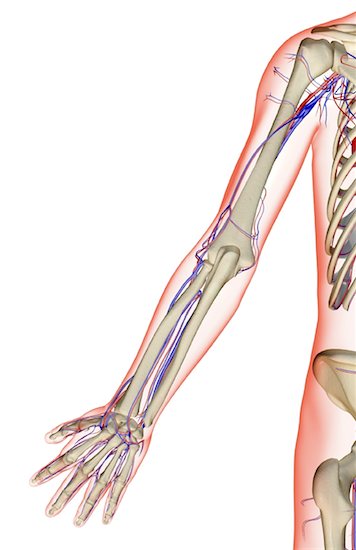 blood vessels arteries. arm lood vessels artery