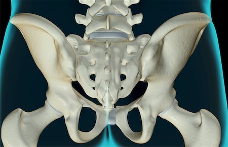 The bones of the pelvis Stock Photo - Premium Royalty-Free, Code: 671-02093830