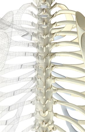 The bones of the thoracic vertebrae Stock Photo - Premium Royalty-Free, Code: 671-02093848