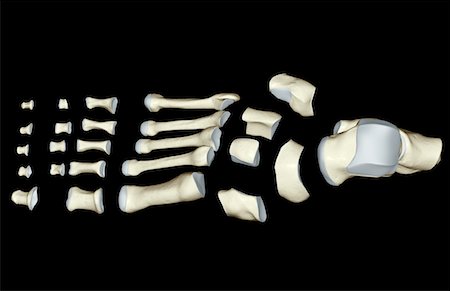 simsearch:671-02093214,k - The bones of the foot Stock Photo - Premium Royalty-Free, Code: 671-02093879