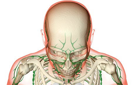 face illustration - The lymph supply of the head and face Stock Photo - Premium Royalty-Free, Code: 671-02093950