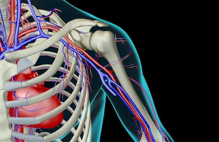 subclavian artery - The blood supply of the shoulder Stock Photo - Premium Royalty-Free, Code: 671-02093969