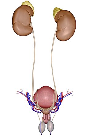 reproductive system - The urinary system Stock Photo - Premium Royalty-Free, Code: 671-02100200