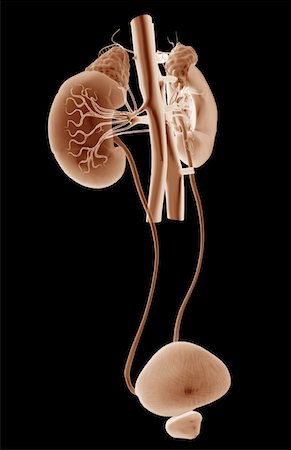 Blood supply of the kidneys Stock Photo - Premium Royalty-Free, Code: 671-02100223