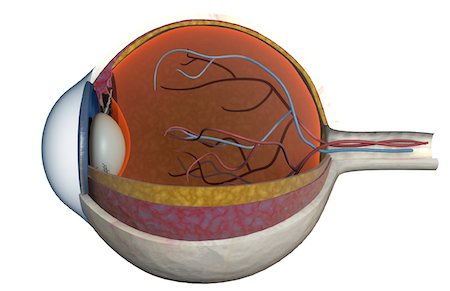 eyeball in profile - Structure of the eye Stock Photo - Premium Royalty-Free, Code: 671-02100311