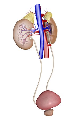 Blood supply of the kidneys Stock Photo - Premium Royalty-Free, Code: 671-02100327