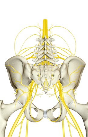 Nerve supply of the pelvis Stock Photo - Premium Royalty-Free, Code: 671-02100341