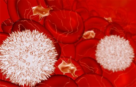 red blood cell - Cellules sanguines Photographie de stock - Premium Libres de Droits, Code: 671-02100497