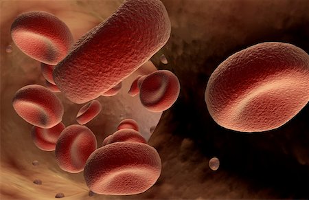 Red blood cells Stock Photo - Premium Royalty-Free, Code: 671-02100537