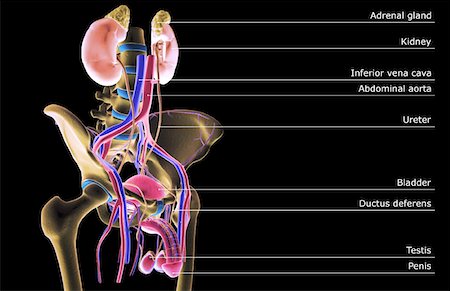 reproductive system - The urinary system Stock Photo - Premium Royalty-Free, Code: 671-02100559