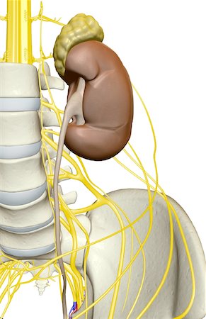 Nerve supply of the urinary system Stock Photo - Premium Royalty-Free, Code: 671-02100594