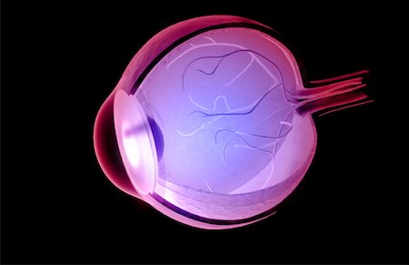 eyeball in profile - Structure of the eye Stock Photo - Premium Royalty-Free, Code: 671-02100952