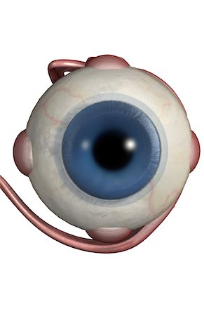 eyeball - The muscles of the eye Stock Photo - Premium Royalty-Free, Code: 671-02100969