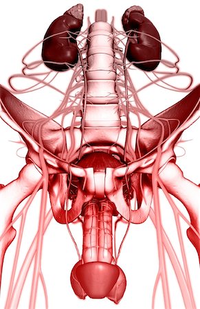 Nerve supply of the urinary system Stock Photo - Premium Royalty-Free, Code: 671-02100985