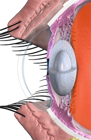 eyeball in profile - Structure of the eye Stock Photo - Premium Royalty-Free, Code: 671-02100999