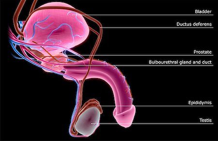 penis - The male reproductive organs Stock Photo - Premium Royalty-Free, Code: 671-02101073