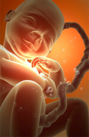 pregnant low angle - Embryonic development Stock Photo - Premium Royalty-Free, Code: 671-02101123