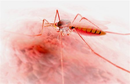 parasites - Mosquito bite Stock Photo - Premium Royalty-Free, Code: 671-02101143