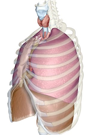 The respiratory system Stock Photo - Premium Royalty-Free, Code: 671-02101180