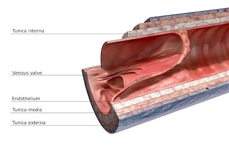 The structure of the vein wall Stock Photo - Premium Royalty-Free, Code: 671-02101356