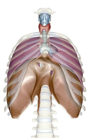 The respiratory system Stock Photo - Premium Royalty-Free, Code: 671-02101389