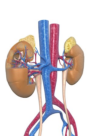 Blood supply of the kidneys Stock Photo - Premium Royalty-Free, Code: 671-02101495