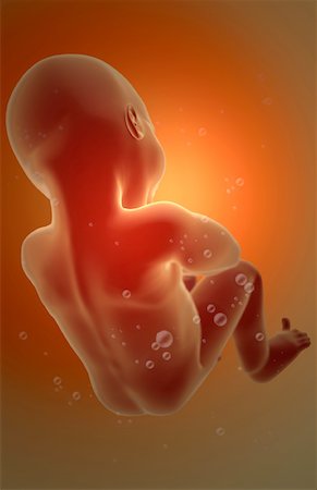 Embryonic development Stock Photo - Premium Royalty-Free, Code: 671-02101666