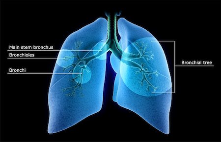 The lungs Stock Photo - Premium Royalty-Free, Code: 671-02101675