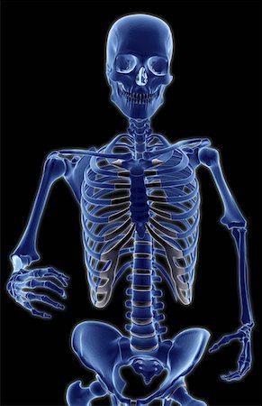 skeleton ribs - The bones of the upper body Stock Photo - Premium Royalty-Free, Code: 671-02101718