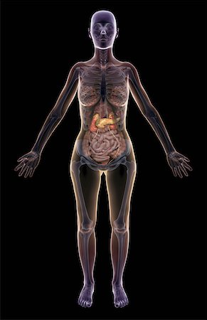 digestive system - The pancreas Foto de stock - Sin royalties Premium, Código: 671-02101775