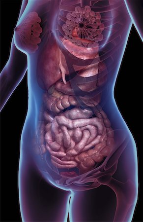 The digestive system Stock Photo - Premium Royalty-Free, Code: 671-02101881