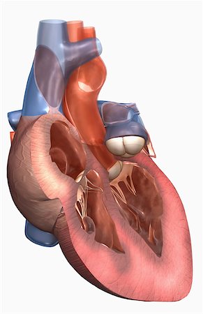 Sectional anatomy of the heart Stock Photo - Premium Royalty-Free, Code: 671-02101926