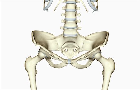 The bones of the pelvis Stock Photo - Premium Royalty-Free, Code: 671-02101929