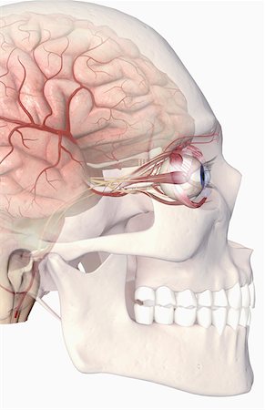 The arteries of the brain and eyes Stock Photo - Premium Royalty-Free, Code: 671-02102043