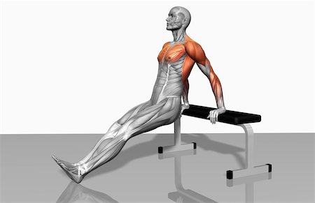 stabilising muscles - Bench dips (Part 2 of 2) Stock Photo - Premium Royalty-Free, Code: 671-02102083