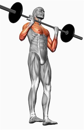 stabilising muscles - Biceps curl (Part 1 of 2) Stock Photo - Premium Royalty-Free, Code: 671-02102099