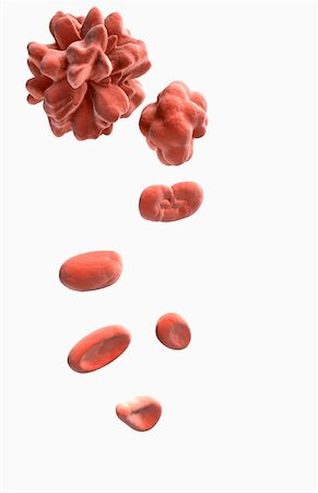 red blood cell - Bone marrow cells Stock Photo - Premium Royalty-Free, Code: 671-02102184