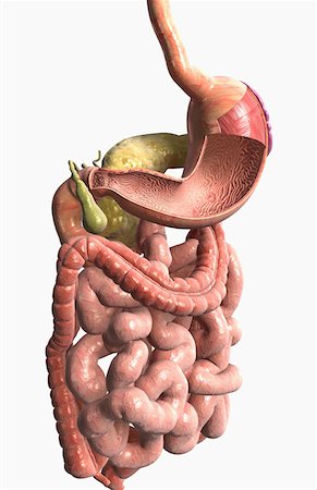 The digestive system Stock Photo - Premium Royalty-Free, Code: 671-02102307